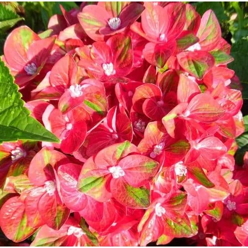 Hydrangea macrophylla 'Rembrandt Rosso Glory'
