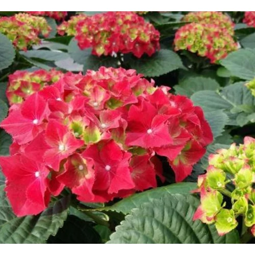Hydrangea macrophylla 'Royal Red'