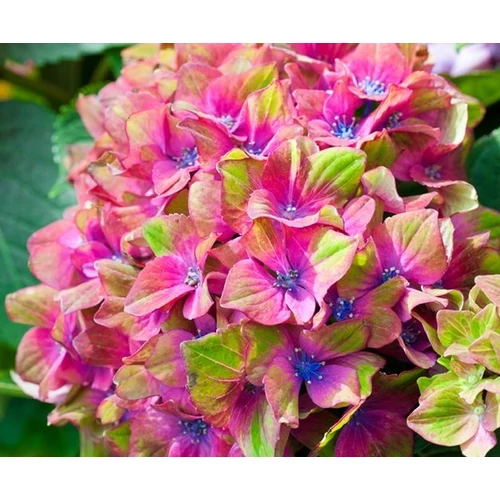 Hydrangea macrophylla 'Schloss Wackerbarth'