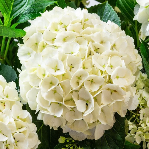 Hydrangea macrophylla 'Soeur Therese'
