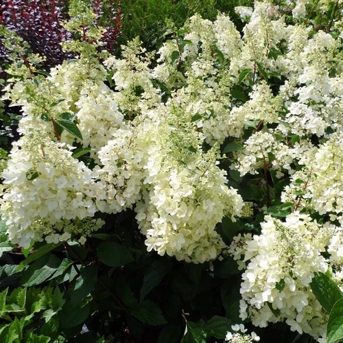 Hydrangea paniculata 'Candlelight'
