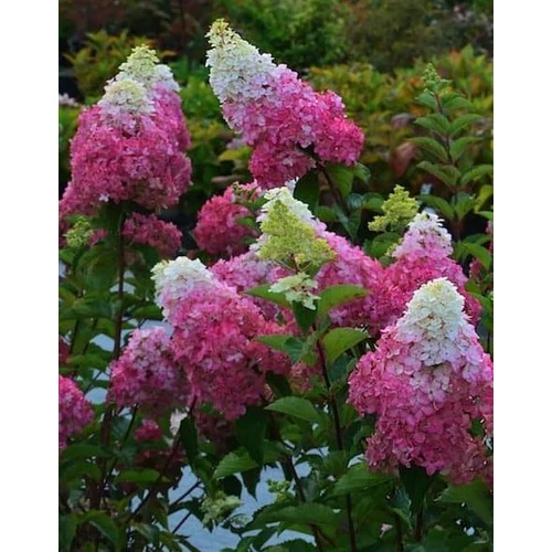 Hydrangea paniculata 'Fraise Melba'