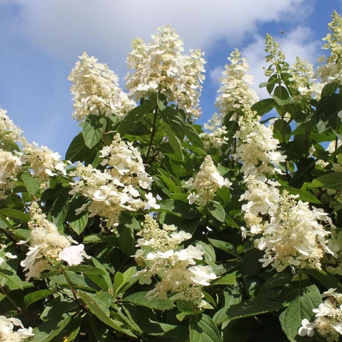 Hydrangea paniculata 'Kyushu'