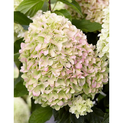 Hydrangea paniculata 'Little Fresco'
