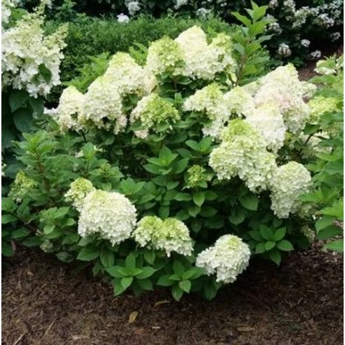 Hortenzia bugás - Hydrangea paniculata 'Little Spooky' 40/60cm K2l