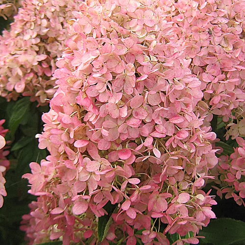 Hydrangea paniculata 'Magical Candle'