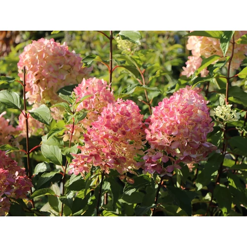 Hydrangea paniculata 'Magical Flame'
