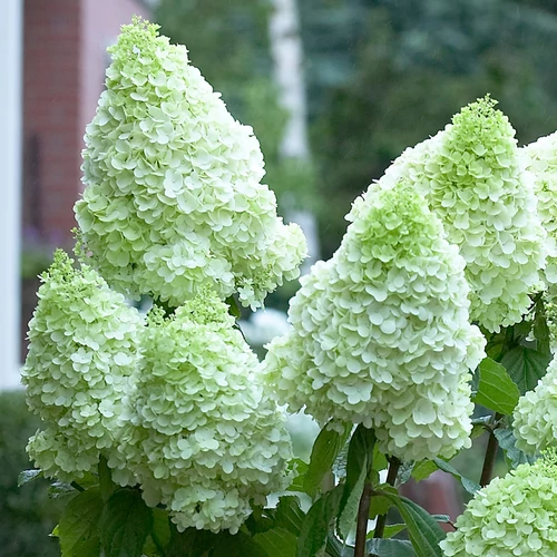 Hydrangea paniculata 'Magical Moonlight'