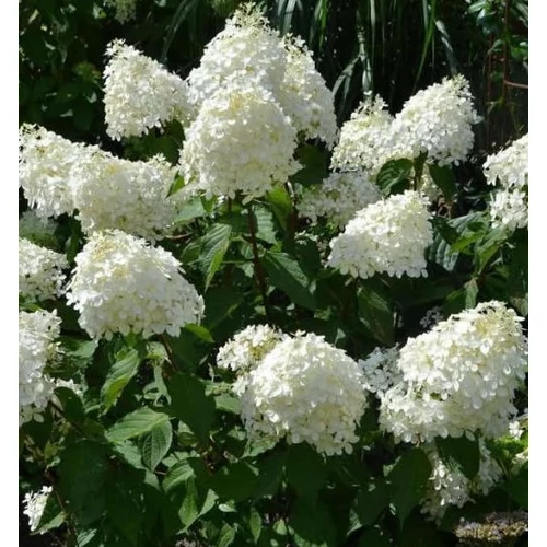 Hortenzia bugás fehér - Hydrangea paniculata 'Phantom' 40/60cm K4l