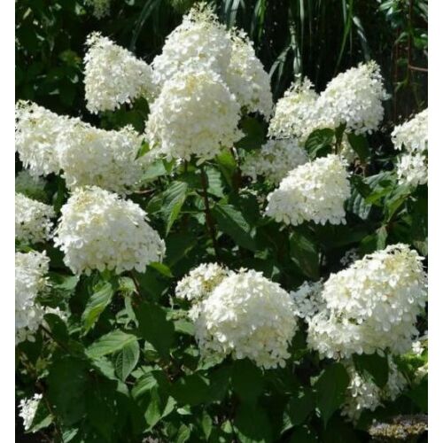 Hortenzia bugás fehér - Hydrangea paniculata 'Phantom' 40/60cm K2l