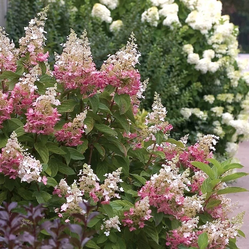 Hydrangea paniculata 'Pinky Winky'