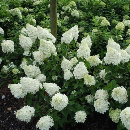 Hydrangea paniculata 'Polar Bear'