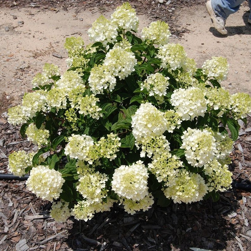 Hydrangea paniculata 'Silver Dollar'