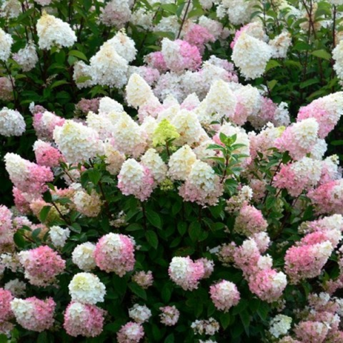 Hydrangea paniculata 'Sundae Fraise'