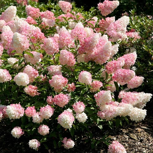 Hydrangea paniculata 'Vanille Fraise'