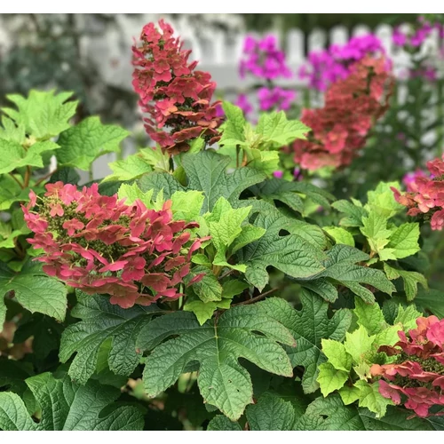 Hydrangea quercifolia 'Ruby Slippers'