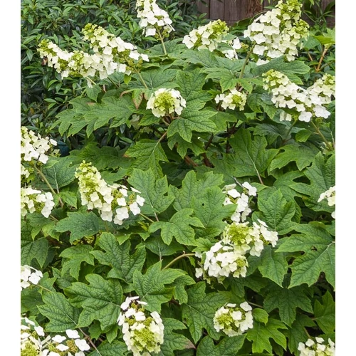 Hortenzia tölgylevelű fehér - Hydrangea quercifolia 'Sike’s Dwarf' 20/30cm K2l