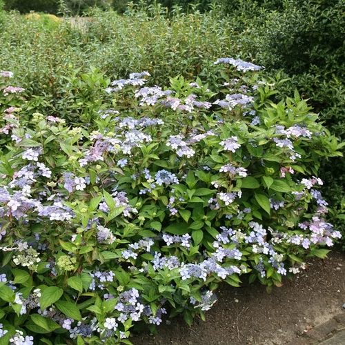 Hydrangea serrata 'Blue Bird'