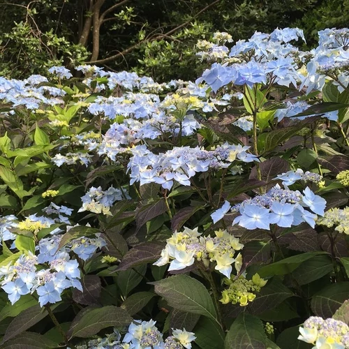 Hydrangea serrata 'Blue Deckle'