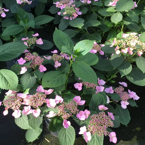 Hortenzia fűrészeslevelű kék/rózsaszín - Hydrangea serrata 'Magic Pillow' 30/40cm K4l
