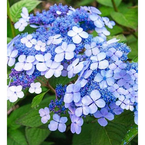 Hortenzia kerti kék - Hydrangea macrophylla 'Teller Blue' 30/40cm K2l