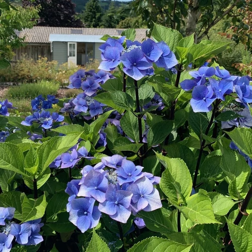 Hydrangea macrophylla 'Zorro Blue'