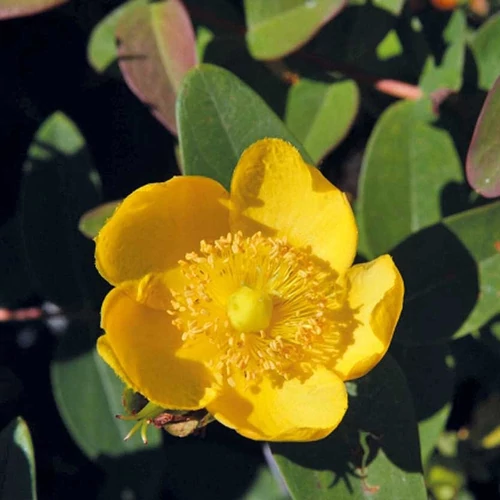 Hypericum dummeri 'Peter Dummer'