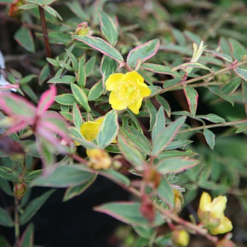 Hypericum moserianum 'Tricolor'