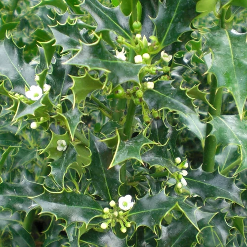 Ilex aquifolium 'Alaska'