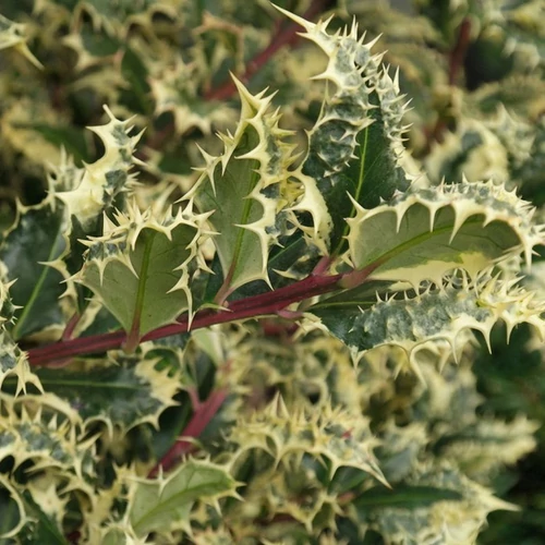 Ilex aquifolium 'Ferox Argentea'