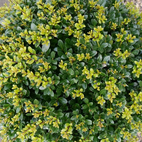 Ilex maximowicziana kanehirae 'Impala'
