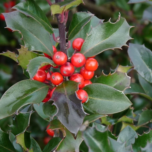 Ilex meserveae 'Blue Princess'