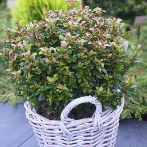Ilex meserveae 'Little Rascal'