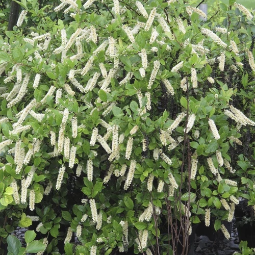 Itea virginica 'Henry's Garnet'