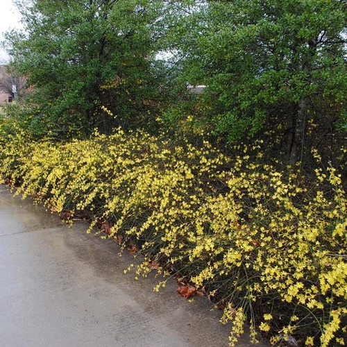 Jasminum nudiflorum