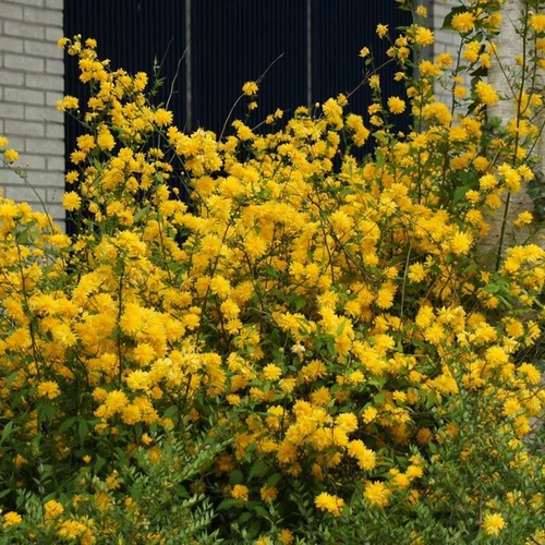 Kerria japonica 'Pleniflora'