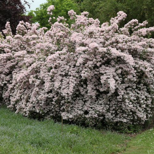 Kolkwitzia amabilis 'Pink Cloud'