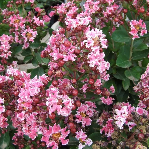 Lagerstroemia indica 'Berlingot Menthe'