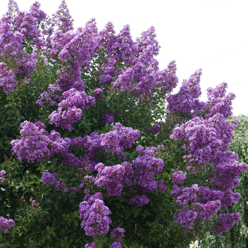 Lagerstroemia indica 'Powhatan'