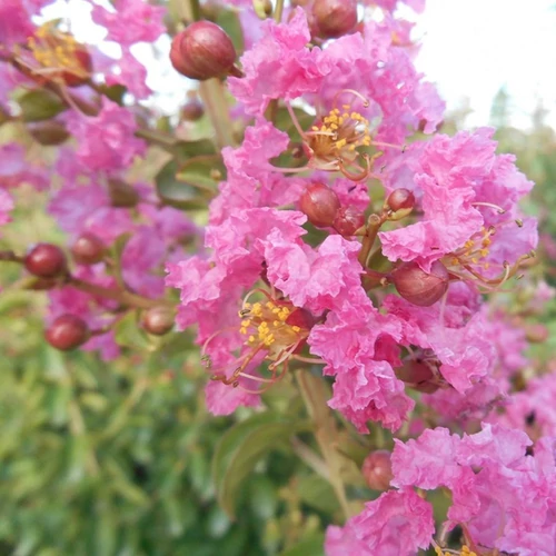 Lagerstroemia indica 'Rosea Nova'