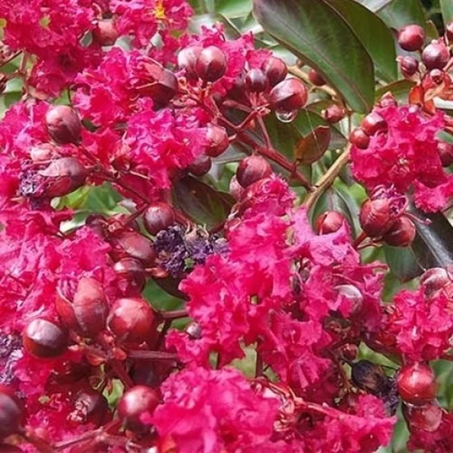 Lagerstroemia indica 'Turenne'