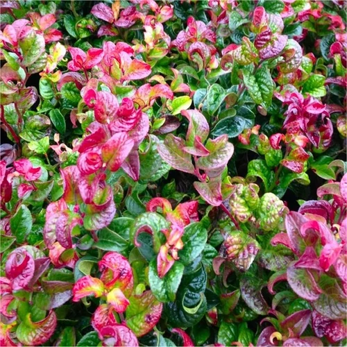 Leucothoe axillaris 'Curly Red'