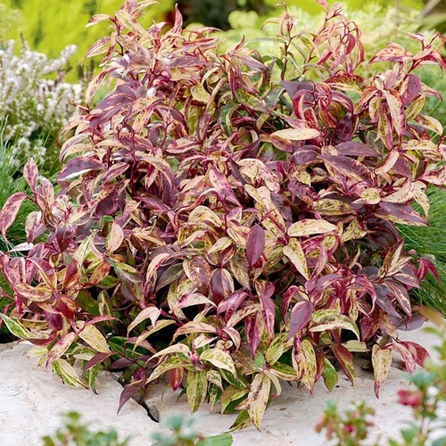 Leucothoe fontanesiana 'Makijaz'