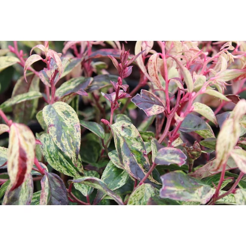 Leucothoe fontanesiana 'Rainbow'