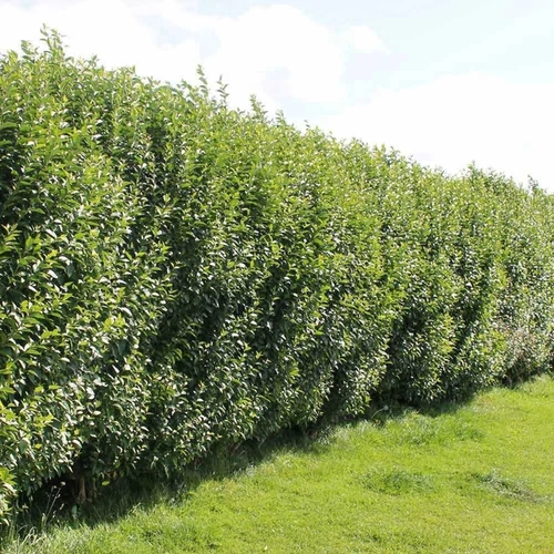 Ligustrum ovalifolium