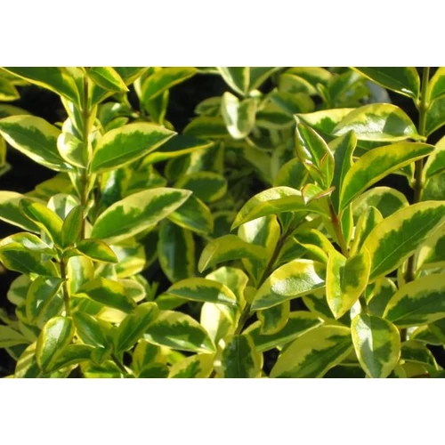 Ligustrum ovalifolium 'Aureovariegatum'