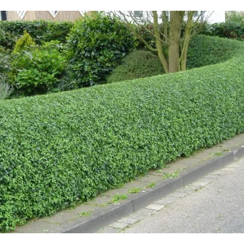 Ligustrum ovalifolium 'Nünü'
