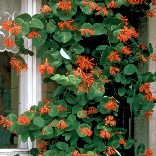 Lonicera brownii 'Dropmore Scarlet'