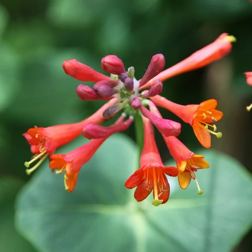 Lonicera brownii 'Fuchsioides'