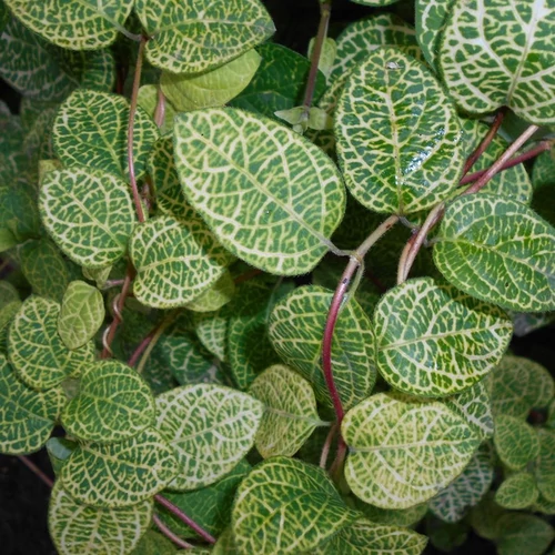 Lonicera japonica 'Aureoreticulata'